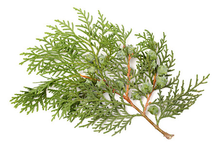 松树叶或东方Arborvitae图片