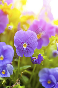 大自然中的紫色花朵图片