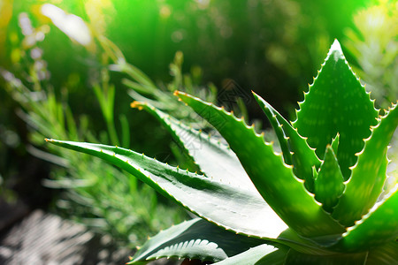 Aloevera植物图片