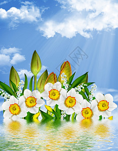 春地花朵郁金香在蓝色天空图片
