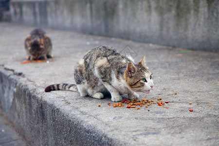 野生胡同猫在街上捍卫它的食物图片