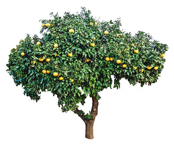 树上成熟的葡萄柚图片