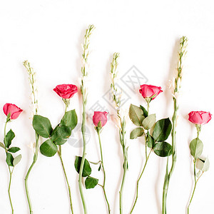 白色背景上的粉红玫瑰和白花图片