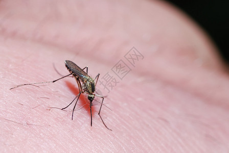 夏天蚊子在皮肤上坐图片