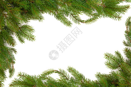 与白色背景隔绝的圣诞松树边框Pinu背景图片
