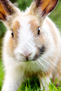 草地上可爱小兔子的特写图片