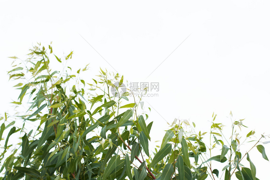 叶和树枝背景图片