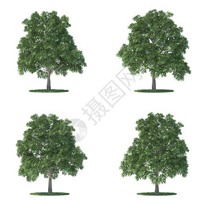 四棵萨拉法树被白图片