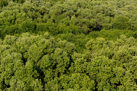 红树林鸟瞰图图片