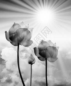 阳光下的黑白莲花图片