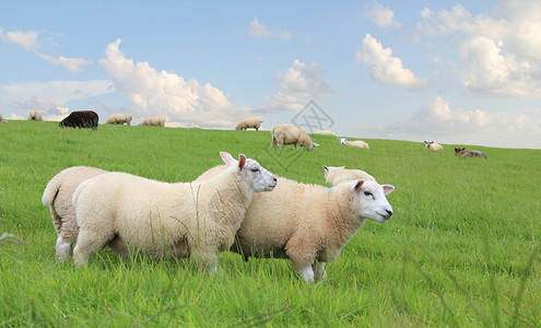 羊群在农场吃草图片