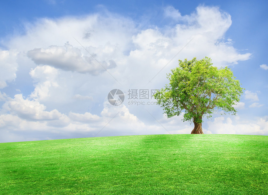 蓝天背景田野上的绿树图片