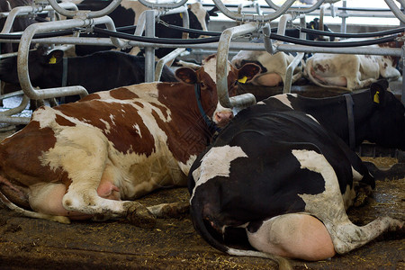 小牛犊在农场谷仓小摊挤奶时喂背景