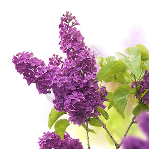 春季花朵页面边界紫图片
