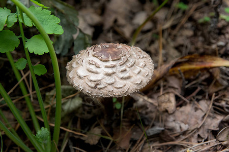 阳伞蘑菇被称为Macrolepiotaprocera或Lepiota是一种担子菌类真菌图片