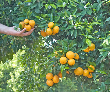 收获季节的橘树图片