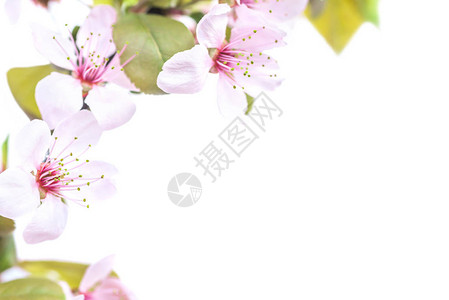 白色背景上绿叶的粉红色梅花枝图片