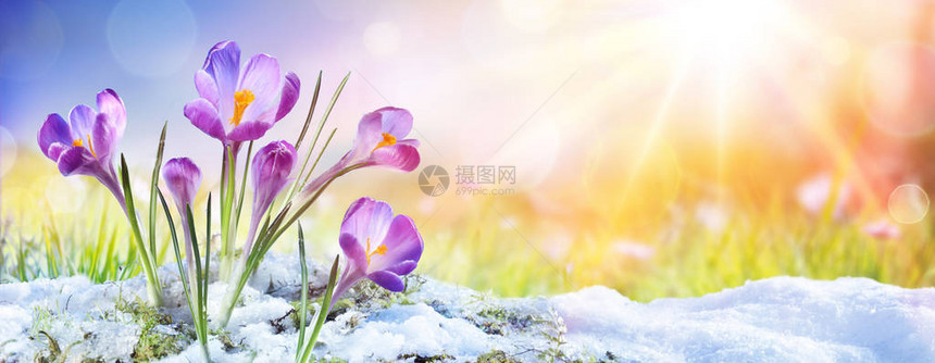 Springtime白日雪中图片