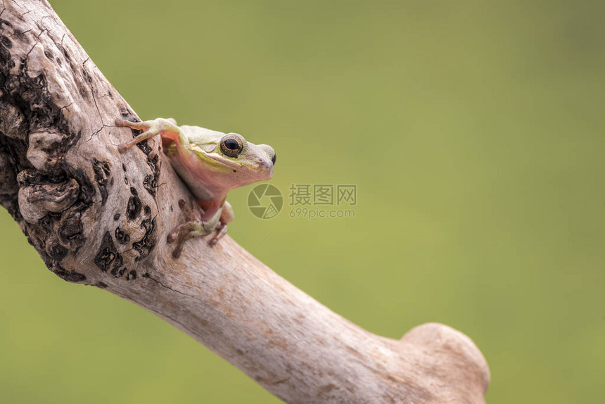 美国绿树青蛙HylaCinerea在软绿色背景下图片