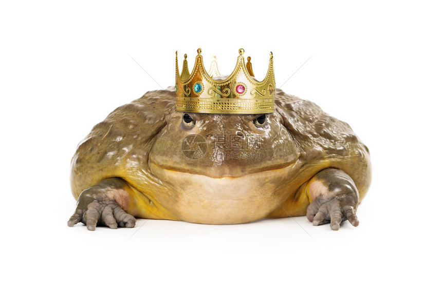 穿着王子皇冠的大只青蛙孤立图片
