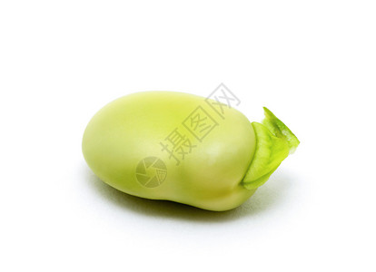 一粒绿蚕豆的宏背景图片