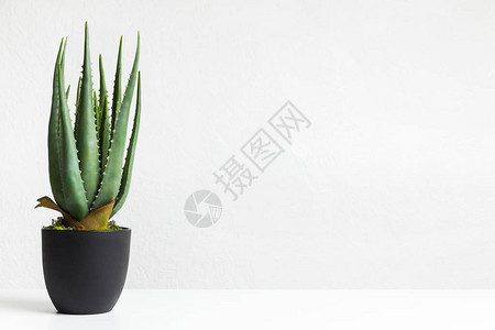 黑锅中的Aloevera植物图片