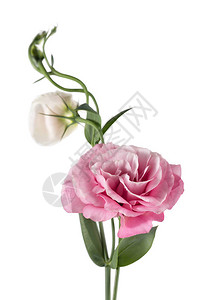 粉红色尤斯托玛的美丽枝子图片