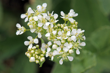 白花水芹Lepidiumdraba的特写背景图片