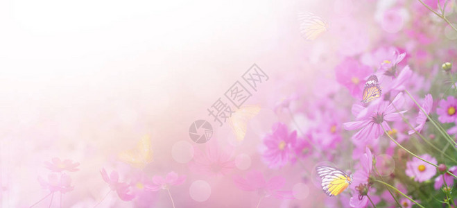 紫罗兰色花卉抽象背景用复制空间关闭粉红色的宇宙花和蝴蝶具有复古滤镜效果的柔和风背景图片