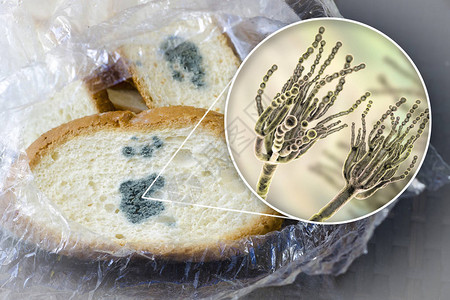 面包照片卷盘面包和近视真菌即面包模照片和3D设计图片