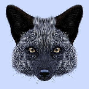 银狐犬银狐狸的肖像蓝色背景的狐设计图片