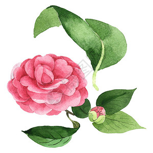 粉红色的山茶花背景图片