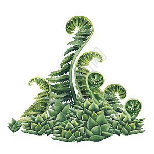 库克白色背景上孤立的绿色史前植物水彩设计插画