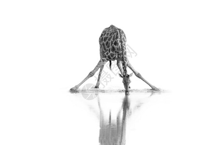 乞力马扎罗山南非野生长颈鹿GiraffaGiraffaGiraffa的艺术黑白照片来自白种背景隔绝的水坑插画