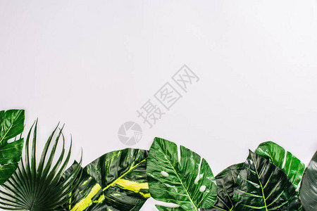 白色背景热带植物绿叶的顶端图片