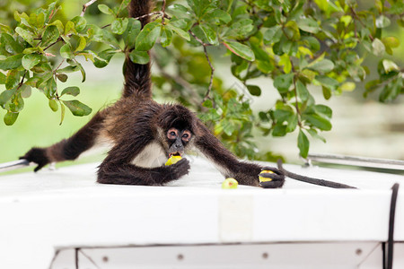 一只棕色蜘蛛猴在伯利兹的一条船前吃鳄梨水果时图片