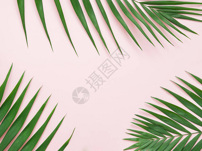 浅粉色背景上的绿色棕榈叶图片
