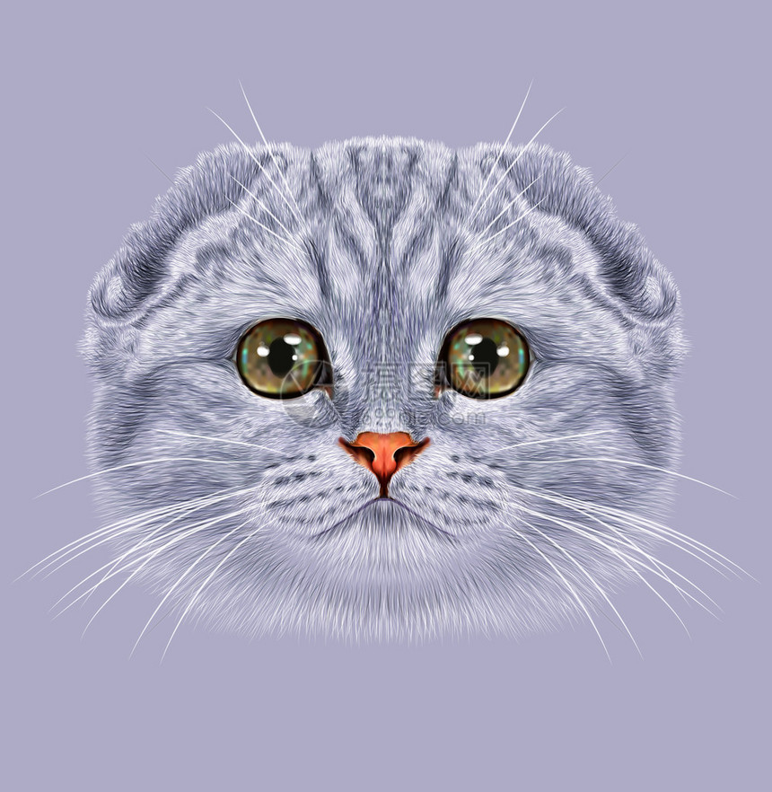 绿眼睛的可爱虎斑灰猫图片