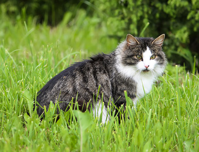 猫在绿草丛中保卫自己的领地图片