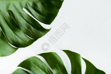 白色背景绿色棕榈叶图片