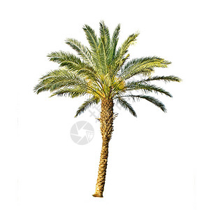 棕榈背景图片