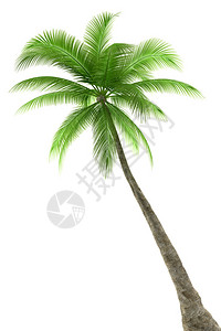 孤立在白色上的棕榈树高清图片