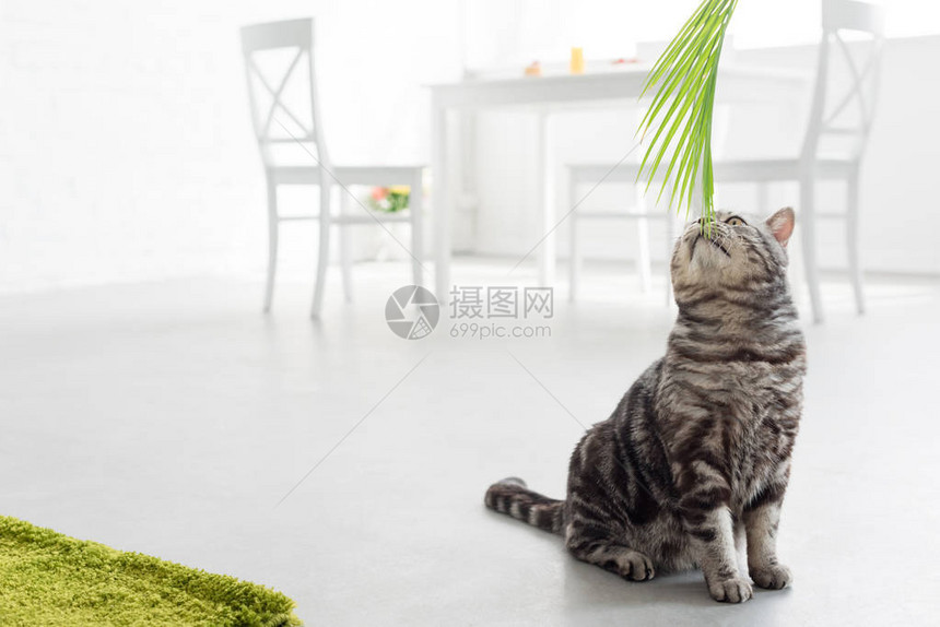 可爱的苏格兰直猫在家里嗅棕榈叶图片