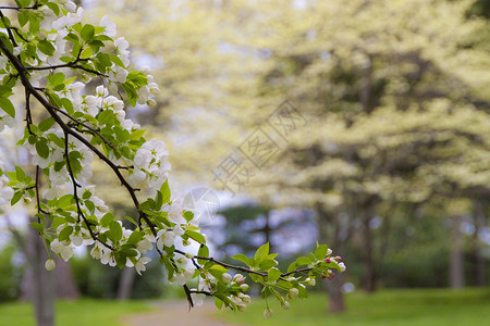 春开花树花园模糊背景季节自然美图片