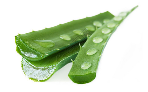 AloeVera叶子白图片