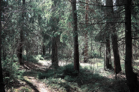 松林森林深处穿越森林小径早春的树木徒图片