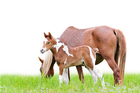 白色棕草地的马和福马白褐色草在牧背景图片