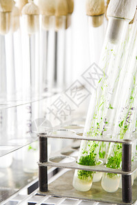 玻璃管中的拟南芥植物图片