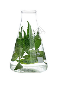 试验瓶中的植物图片