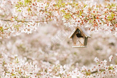 春天的小房子樱花盛开图片